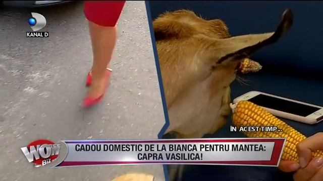 WOWBIZ (20.09.2017) - Andreea Mantea a primit cadou de la Bianca o CAPRA! Partea I смотреть онлайн