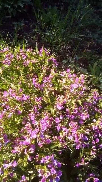 Чина весенняя смотреть онлайн