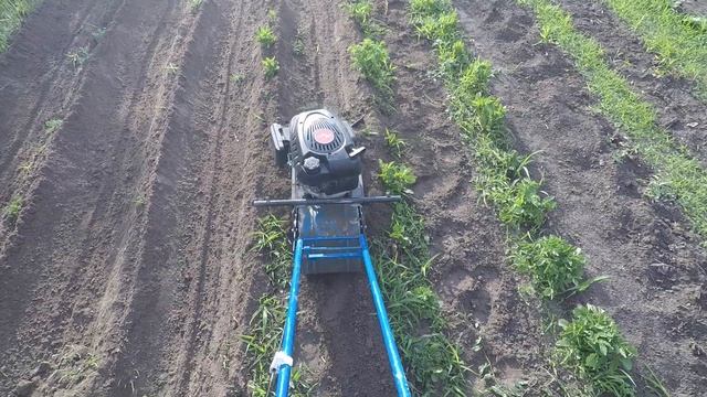 Первое окучивание опытных рядков / ЛопЛош / Мотокультиватор смотреть онлайн