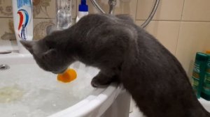 Кошка играет в ванной комнате