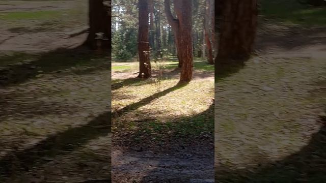 Давыдово. СОЛОТЧА. дорога к Старице Оки к Лысой горе.