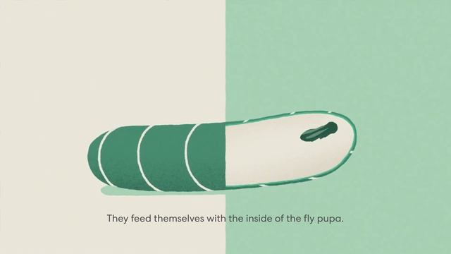 Nature's Own fly control Biowasp How does it work EN смотреть онлайн