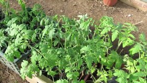 У рассады начали вянуть листья, разбираюсь в чем причина