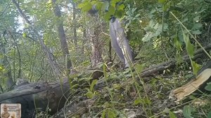 Как убрать (перерубить) упавшее дерево 🌲 топором 🪓, теория и практика.