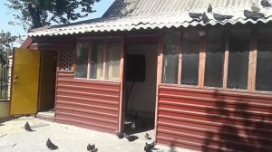 Турне по голубеводам Донбасса. Часть 10: "В гостях у Руха Дмитрия".