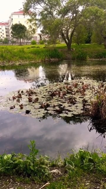 Летний вечер Квакают лягушки🐸#медитация #shorts Твоя вселенная смотреть онлайн