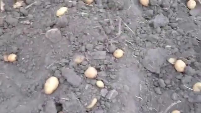 Картошка 🥔 "Гранада" с 1 видра 6 смотреть онлайн