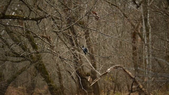 Nikon Z50 & Nikkor Z DX 50-250mm- video footage. смотреть онлайн