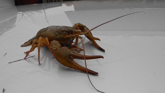 Рак себя в обиду не дает