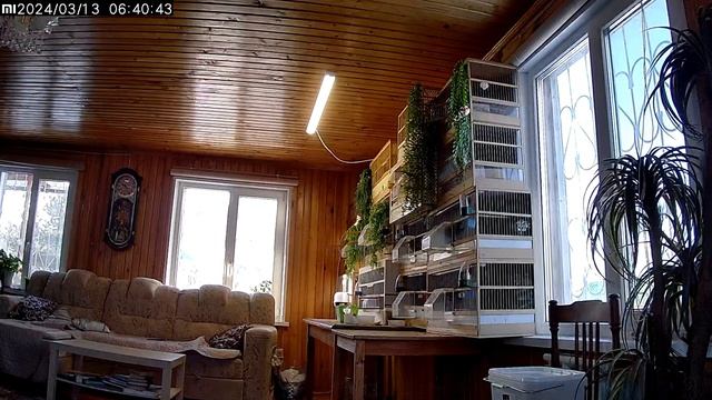 13.03.24 птицы на даче распеваются