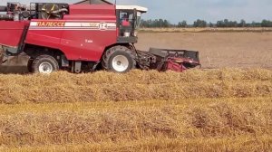 Уборка зерна на полях Беларуси