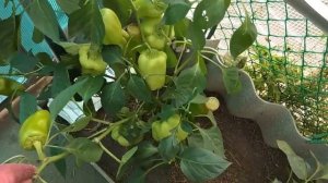 ПЕРЕЦ ИЛИ БОТВА? ВЫБИРАЙТЕ...