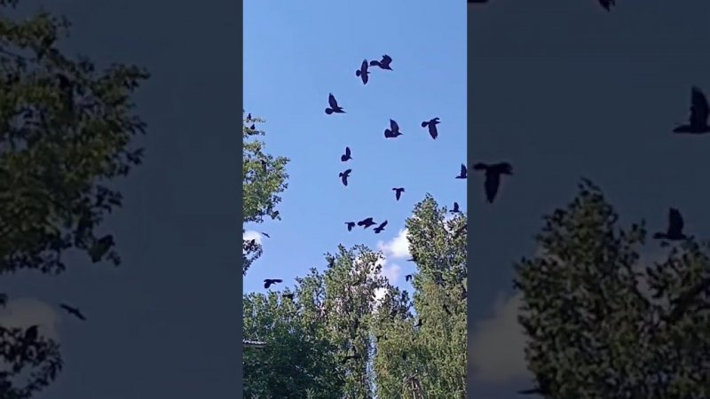 Нашествие ворон