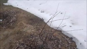 Работы очень много, всё вытаивает из под снега