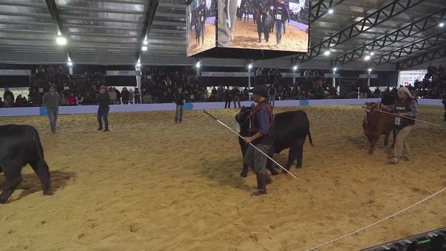 TERNERA MAYOR INDIVIDUAL