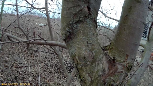 1 Прививка груши на сеянце