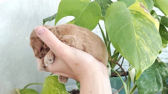 Кокапу помёт 3 мальчик 20.08.2023г Инстаграм cockapoo_love_maltipoo