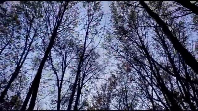 Прогулка в осеннем лесу смотреть онлайн