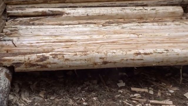 Выходной в лесу,разведка секретного места смотреть онлайн