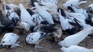 Таджикские голуби в Москве 🕊🕊🕊