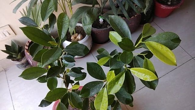 Complete care of ficus plant, fertilizer, propagation #Gardening with Geet kumar.