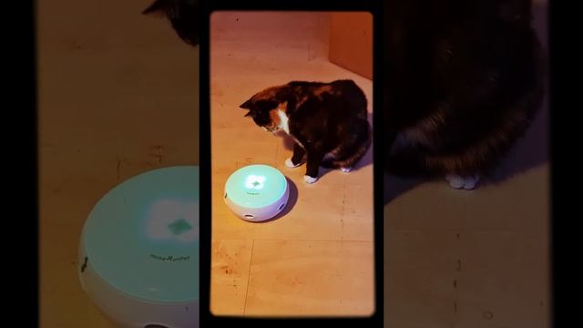 Lucy and HomeRunPet CT-10 смотреть онлайн