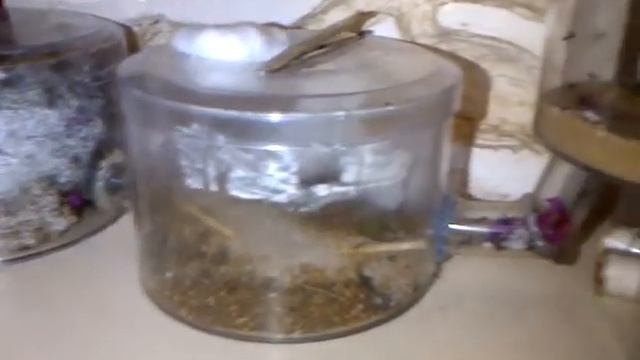 Acromyrmex lundi смотреть онлайн