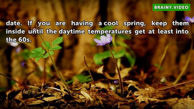 The Life Cycle of the Pepper Plant смотреть онлайн