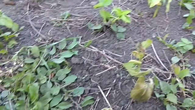 22 мая 2020 года мороз - 1 фасоль смотреть онлайн