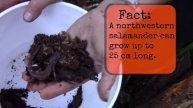 Salamander Hunting