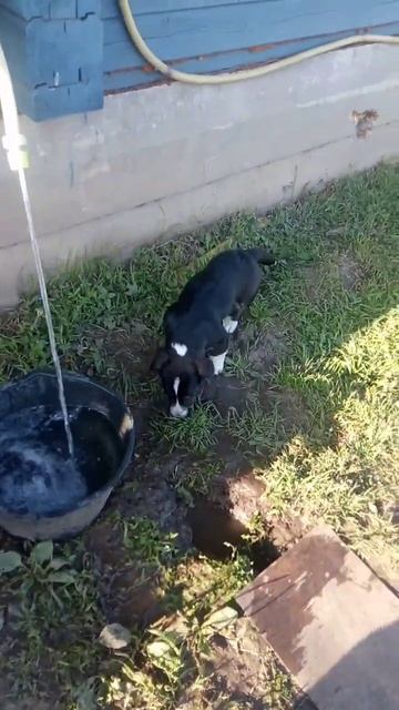 family historu купить питомник щенки корги гдр вео голден немецкая