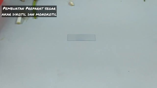 Praktikum Jaringan Tumbuhan