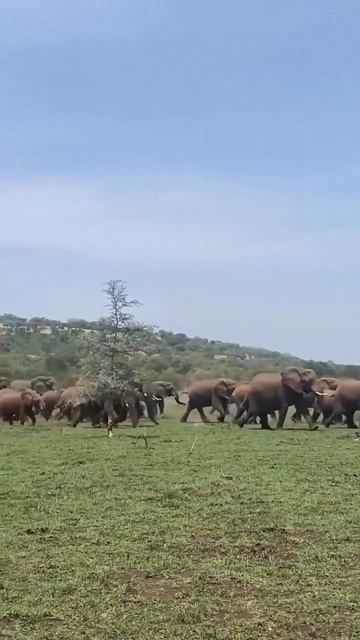 📹 Огромное стадо, всего поколения, которое спешит к воде 🐘🐘🐘 смотреть онлайн