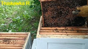 #Пчёлы. Пчёлы не идут в магазин. Не осваивают второй корпус. Или как заставить носить мёд