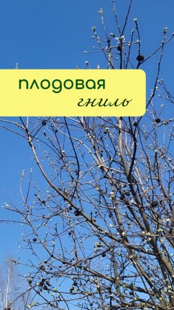 ПРОФИЛАКТИКА плодовой гнили