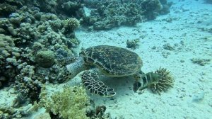 Дайвинг в Sharm ash Sheikh. Дайвинг-сайт Stingray Station, февраль 2024 года.