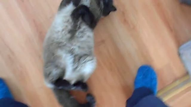 ..Котяга   отдыхает