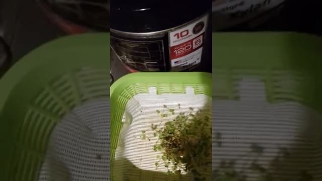 Микрозелень смотреть онлайн