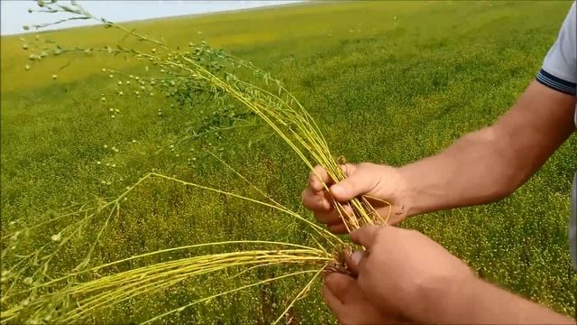 Нулевая технология.No-till.Август 2014 г.