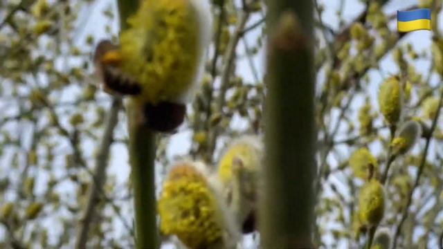 Огляд бджіл після зимівлі 2023. Точок#1 смотреть онлайн