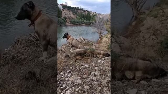 Aytekin Çelik kanalı canlı yayında смотреть онлайн