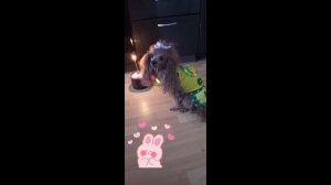 С праздником, С Пасхой🧁🧁🧁🥚🥚🥚#Nika.poodle