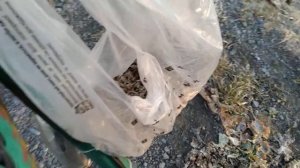 Высев мордовника