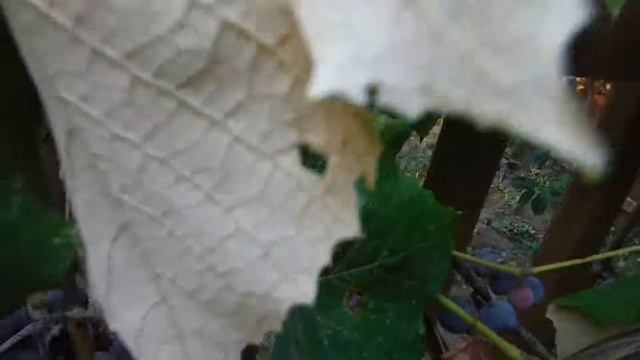 За день до уборки смотреть онлайн