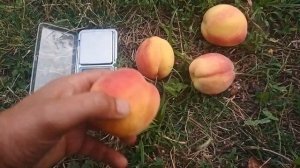 Персик.Редхевен!Підщепа дика Алича!