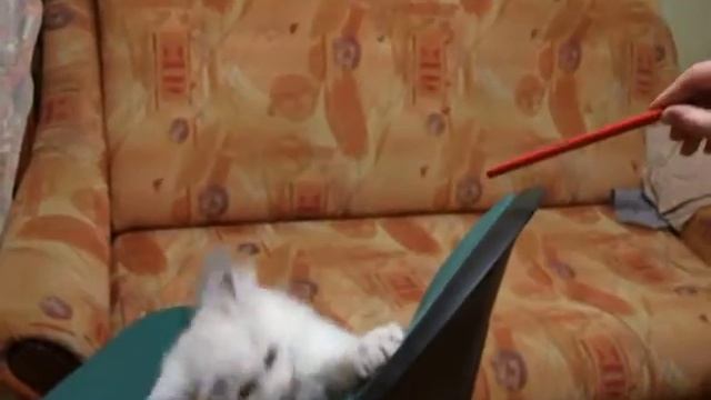 серебристой шиншиллы смотреть онлайн