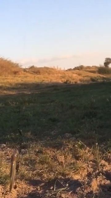 Клев на хлеб.Клюёт неплохой подлещик. смотреть онлайн