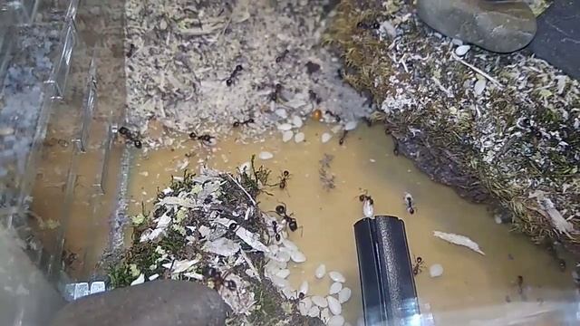 Уборка урожая зерновых культур. смотреть онлайн