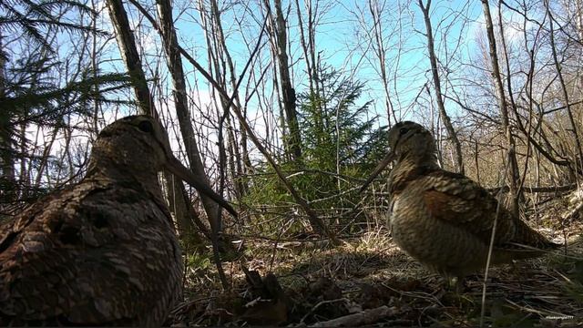 Вальдшнеп. Милая парочка весной. #вальдшнеп #Woodcock #ウッドコック смотреть онлайн
