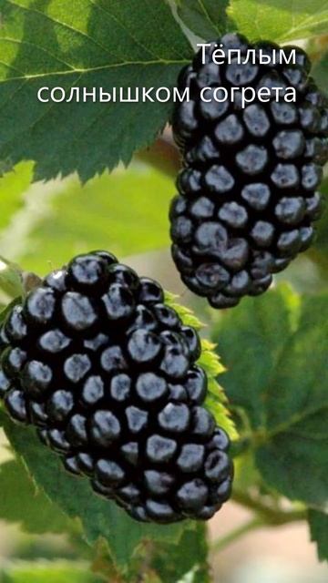 "Доброе утро" 259 #открытка смотреть онлайн